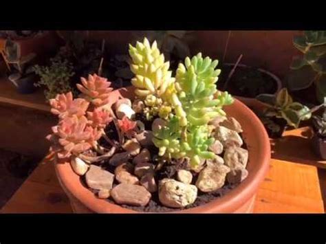 Suculentas Replantando Lindos Sedum Sedum Bronze Youtube