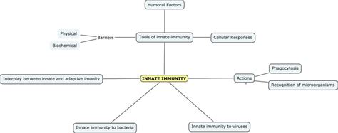 Concept Map Of Adaptive Immunity - Deeann Geraldine