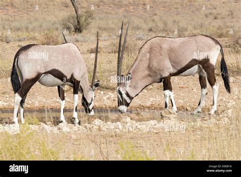 Oryx Aka Gemsbok At Waterhole Kgalagadi Transfrontier Park South