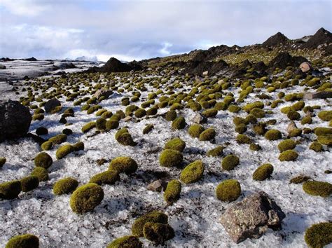 Mystery Of The Moving Moss Balls — Science And Technology —