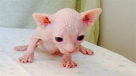 Photos Sphynx Cat Goes Viral For His Terrifying Glare Off