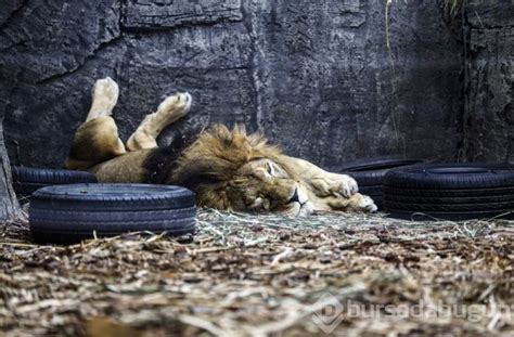 Türkiyenin Ilk Aslan Parkı Ziyaretçilerini Bekliyor Foto Galerisi