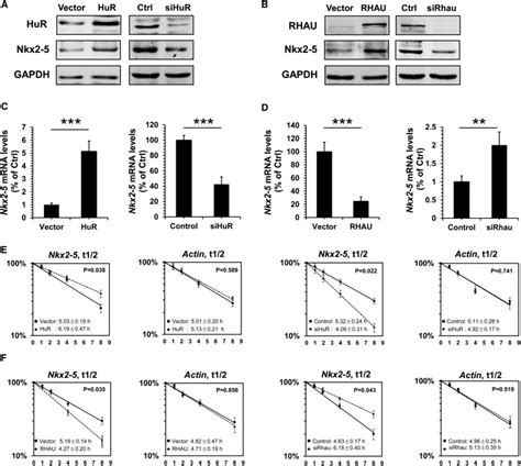 Influence Of Hur And Rhau On The Half Life Of Nkx2 5 Mrna Download