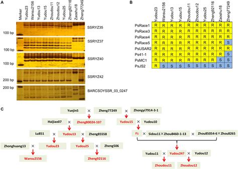 Frontiers Fine Mapping Candidate Gene Identification And Co