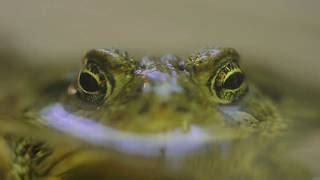 Wyoming Toad Conservation - CMZoo