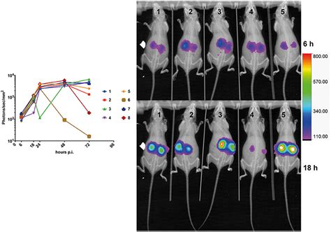 Frontiers Red Shifted Firefly Luciferase Optimized For Candida