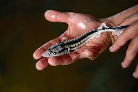 Storione Storia Qualità E Curiosità Sul Pesce Primordiale Gambero Rosso