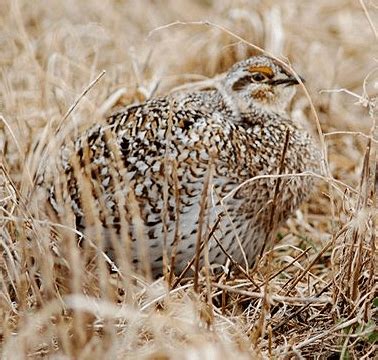 The Sharp Tailed Grouse | Ontario Grouse and Partridge Hunting