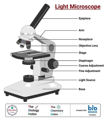 Unraveling the Mystery of When the Microscope Was Invented for Pathology