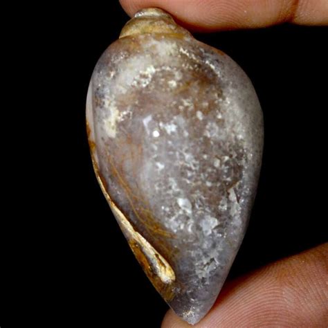 133 Cts 100 Natural Fossil Snail Agate Druzy Cabochon 24 X 45 Mm