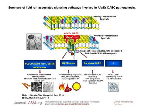 Summary Of Lipid Raft Associated Signaling Pathways Involved In Afa Dr