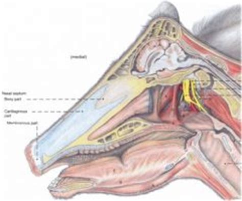 Gross Spring Equine And Ruminant Nasal Cavity Oral Cavity And