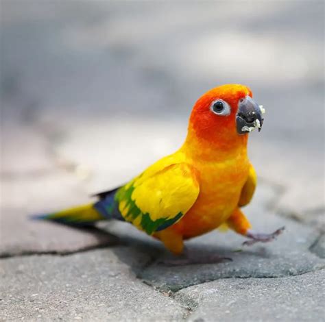 Sun Conure - The Luminous Delight of the Avian World | WorldWeet