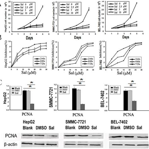 Sal Inhibits Hcc Cell Proliferation In Vitro A Growth Curve Of Hcc