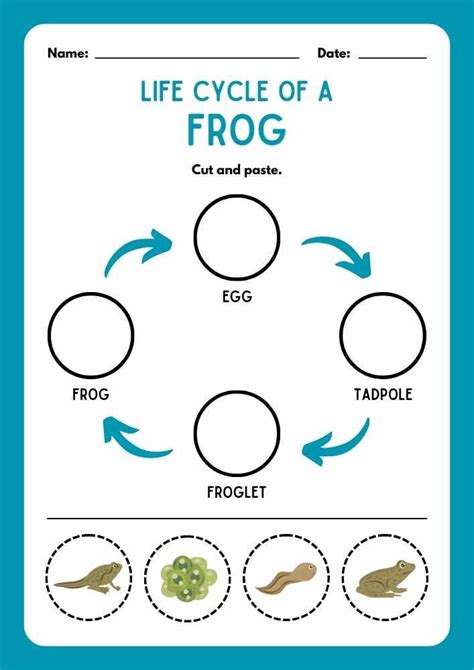 Life Cycle Of A Frog Cut And Paste Worksheet Cut And Paste Life