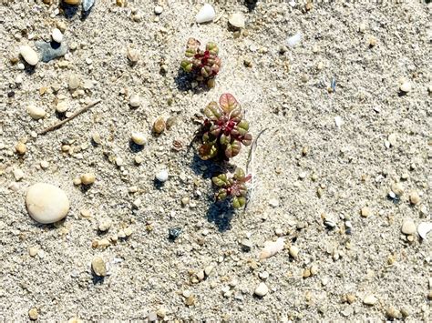 Seabeach Amaranth Have You Ever Seen This Plant Before Nelson Pope