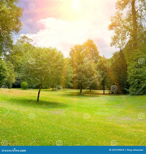 Bright Sunny Day In Park Stock Photo Image Of Land 233193654