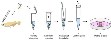 Preparation of a High-quality Primary Cell Culture from Fish ...