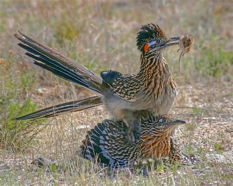 photo roadrunner bird animal bird nature   jooinn