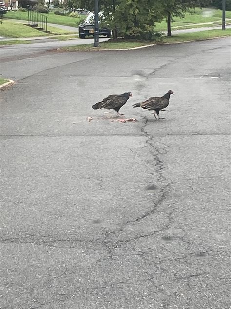 Turkey buzzards eating roadkill in albany on marwood : r/Albany