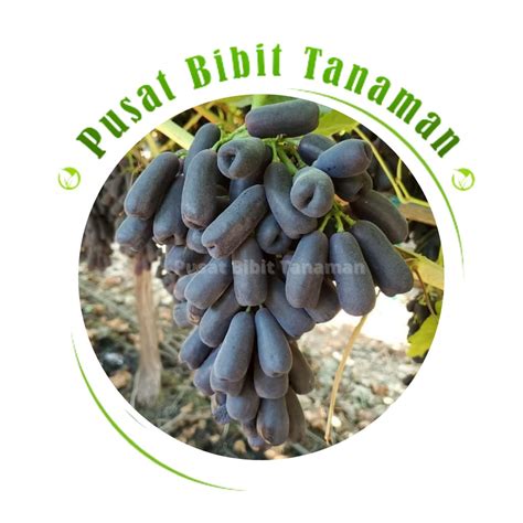 Jual Bibit Anggur Impor Mondrop Anggur Moondrop Hitam Tanaman Buah