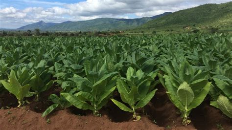 Malawi Premium Tobacco Group