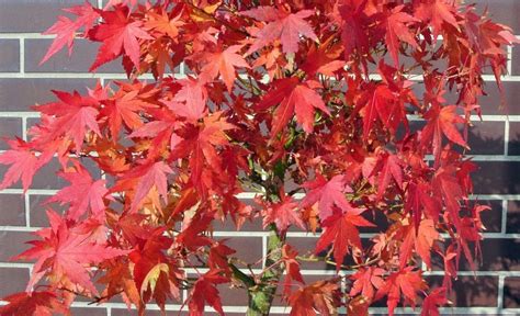 Red Maple Bonsai Tree Care Guide (Acer rubrum) - Bonsai Tree Gardener