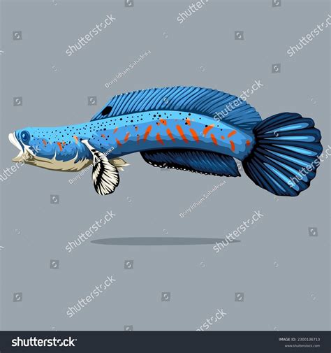 Channa Red Stripe Pulchra Snakehead Fish Stock Vector (Royalty Free ...