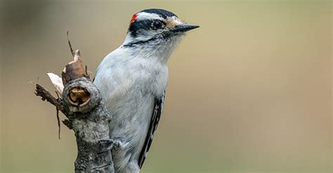 48 Top Birds Found In Mexico - The Worlds Rarest Birds