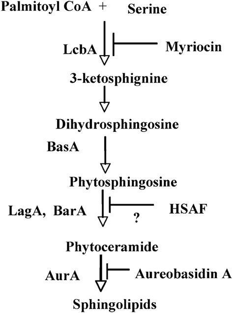 -A simplified scheme for the sphingolipid synthesis pathway in A ...