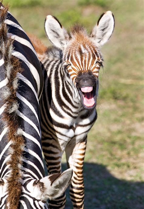 Baby Zebra at Busch Gardens - Animal Fact Guide