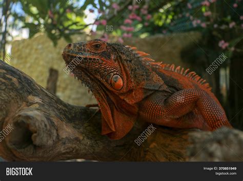 Side View Red Iguanas Image And Photo Free Trial Bigstock