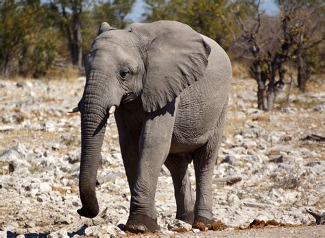 Grey elephant in daytime, namibia HD wallpaper | Wallpaper Flare