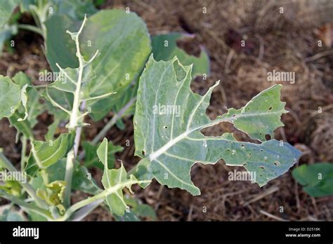 Brussels Sprout Brassica Oleracea Crop Close Up Leaf With Large White Butterfly Pieris Brassicae