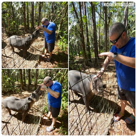 Our Awesome Tapir Encounter At The Belize Zoo! 7 - Michael W Travels...