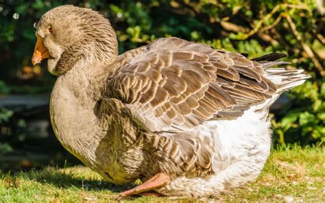 Toulouse Goose - Breed Profile & Facts - LearnPoultry