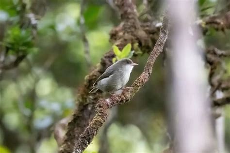 La Malaria Aviar Amenaza A Los “akiki” De Hawaii Quedan Sólo Cinco Ejemplares Silvestres Infobae