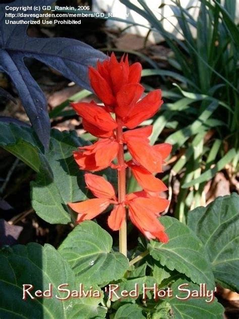 Plantfiles Pictures Salvia Scarlet Sage Scarlet Salvia Red Sage