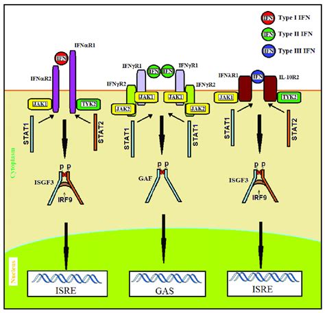 Ifn Signaling Pathways Type I Ifns Act Through Ifnαr1 And Ifnαr2 Download Scientific Diagram