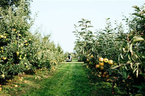 Premium Photo Ripe Apples In Orchard Ready For Harvesting