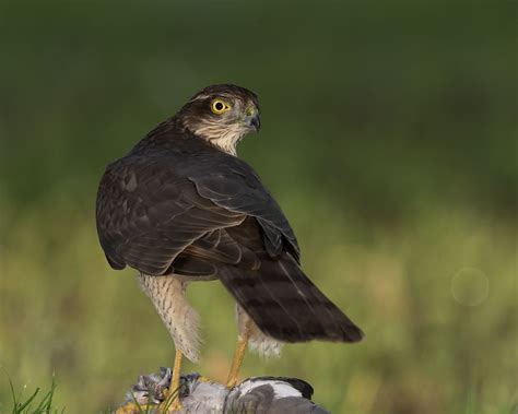 Sparrowhawk (f) | peter spencer | Flickr