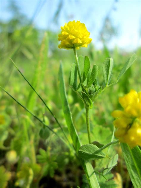 Feld Klee Trifolium Campestre Auf Einer Streuobstwiese In Hockenheim