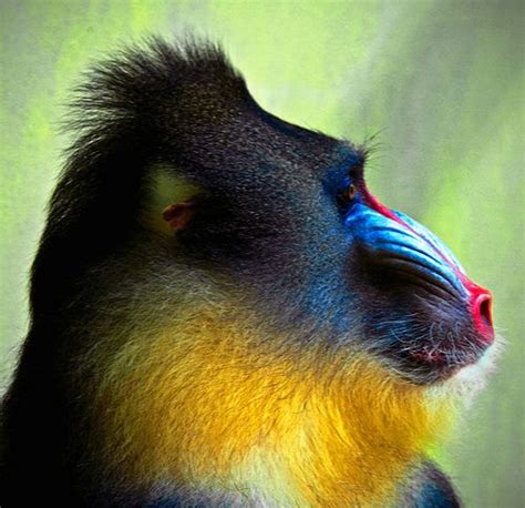 Mandrills ... colorful monkey ... equatorial Africa ... ©yushimoto | Mandrill, Animals, Animals wild