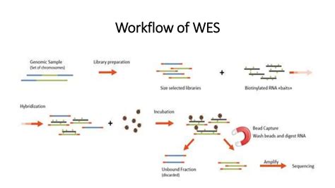 Whole Exome Sequencing Data Analysis Pptx