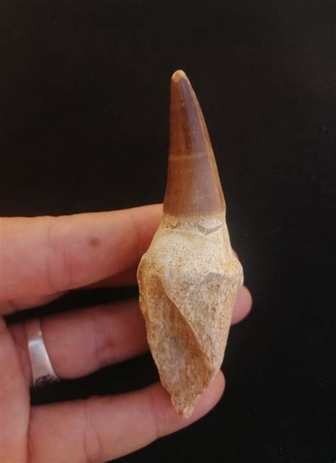 Mosasaur Dinosaur Fossil Tooth 3 Fossilized Mosasaurs Teeth Morocco Etsy