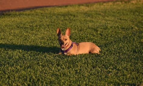 Jack Russell & Chihuahua Mix (Jack Chi Breed Information)