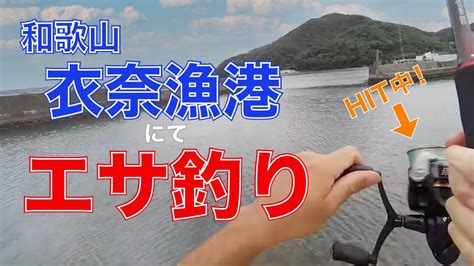 【和歌山県】衣奈漁港で五目釣り！2時間で何魚種釣れるか調査！ Youtube