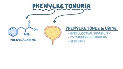 Phenylketonuria Nord Video Anatomy Definition Osmosis