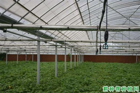 秋延迟大棚蔬菜定植期如何管理？【耕种帮种植网】