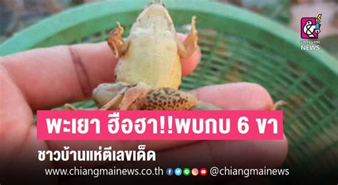 พะเยา ฮอฮา พบกบ 6 ขา ชาวบานแหตเลขเดด Chiang Mai News